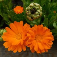 Календула лекарственная :: Наиля Календула лекарственная :: Наиля