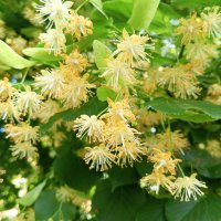 Липа :: Сапсан 