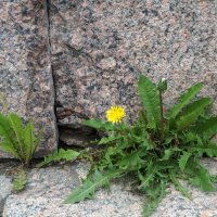 "Городские цветы" :: zavitok *