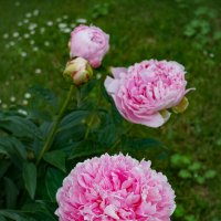 В ботаническом саду :: Ольга 