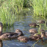 Счастливое семейство :: Любовь Сахарова