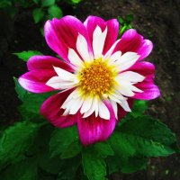 Красота :: Людмила Смородинская Красота :: Людмила Смородинская