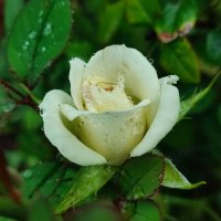 Под дождём :: Валентина Богатко 