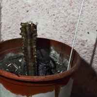 Не растёт :: Юрий Гайворонскiий Не растёт :: Юрий Гайворонскiий