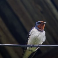 Деревенская ласточка :: Sergey38 