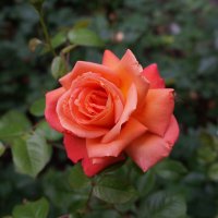 * * * :: Алёна Савина * * * :: Алёна Савина