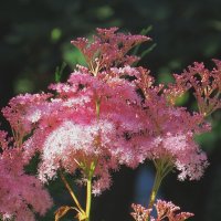 Оттенки розового ) :: Natali 