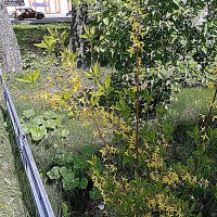 Цвет. :: Владимир Драгунский