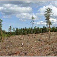....а был лес :: Aleksandr Gal ....а был лес :: Aleksandr Gal