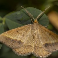 Мотылёк... :: Александр Посошенко