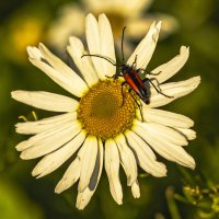 Длинноусый. :: Петр Беляков