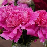 Сорт "Bouquet Perfect" :: Татьяна Помогалова Сорт "Bouquet Perfect" :: Татьяна Помогалова