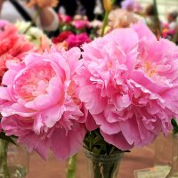 Сорт "Свадебные цветы" :: Татьяна Помогалова