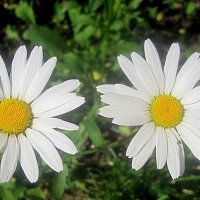 Ромашки :: Елена Семигина