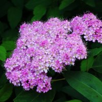 Спирея :: Рита Симонова