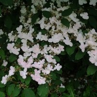 Калина складчатая :: Рита Симонова