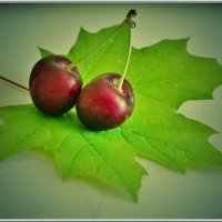 ВИШНИ... :: Elvira E. ВИШНИ... :: Elvira E.