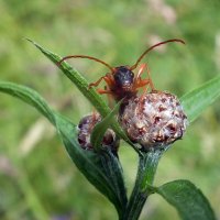 ** :: Зоя Мишина ** :: Зоя Мишина