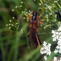 * :: Зоя Мишина