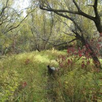 Прогулка :: Anna Ivanova