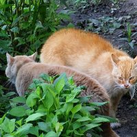 Разговор :: PRP 