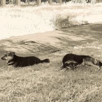 Шарик и его "сынок" :: Любовь 