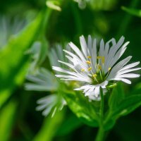 *** :: Виктор Иванович Чернюк