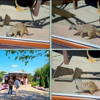 Лето в ростовском зоопарке :: Нина Бутко Лето в ростовском зоопарке :: Нина Бутко