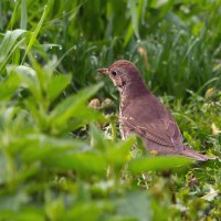 по утренней росе :: Виталий Емельянов