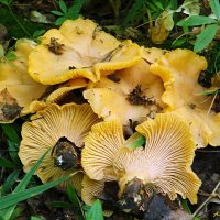 Продолжается резня лисичек...:-) :: Андрей Заломленков