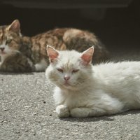 сЛАДКАЯ пАРОЧКА :: Александр Леонов