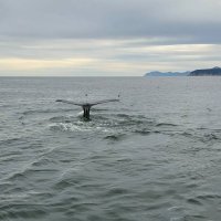 Рыба-кит :: Марина Виноградова