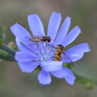 *** :: Надежда Куркина 