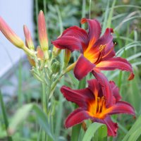 Лилейник :: Надежда Куркина 