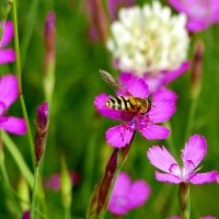 в последний день июня 17 :: Александр Прокудин в последний день июня 17 :: Александр Прокудин