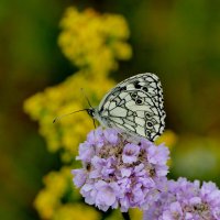 в последний день июня 20 :: Александр Прокудин