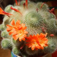 ребуция :: linnud 