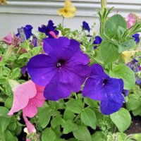 Петунии :: Сапсан 