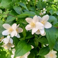 Чубушник :: Сапсан 