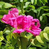 Розы :: Роланд Дубровский