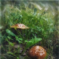 Городские грибы :: AZ east3