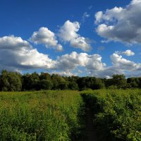 Июль как он есть :: Андрей Лукьянов