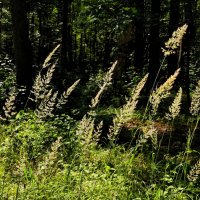 **** :: Алексей Архипов