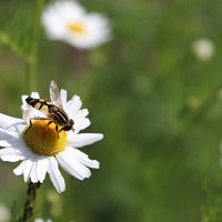 Журчалка осовидная :: Любовь Сахарова