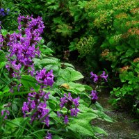 В саду :: Людмила Смородинская В саду :: Людмила Смородинская