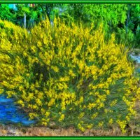 Жёлтые :: Анатолий Чикчирный Жёлтые :: Анатолий Чикчирный