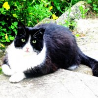 Охраняет сад :: Людмила Смородинская