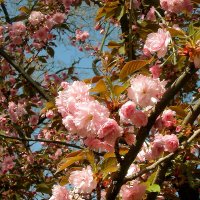 Сакура :: Роман Савоцкий