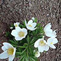 Цветы. :: Владимир Драгунский Цветы. :: Владимир Драгунский