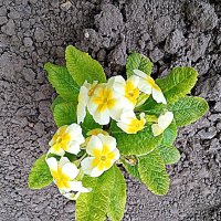 Цветы. :: Владимир Драгунский